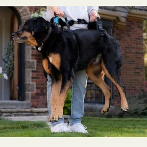 HelpEmUp Dog Harness - Black and Orange